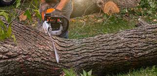 How Our Tree Care Process Works  in  Matawan, NJ