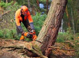 Best Emergency Tree Removal  in Matawan, NJ