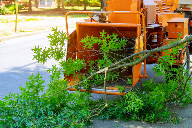 Best Tree Health Inspection  in Matawan, NJ