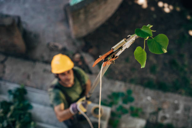 Best Arborist Consultation Services  in Matawan, NJ